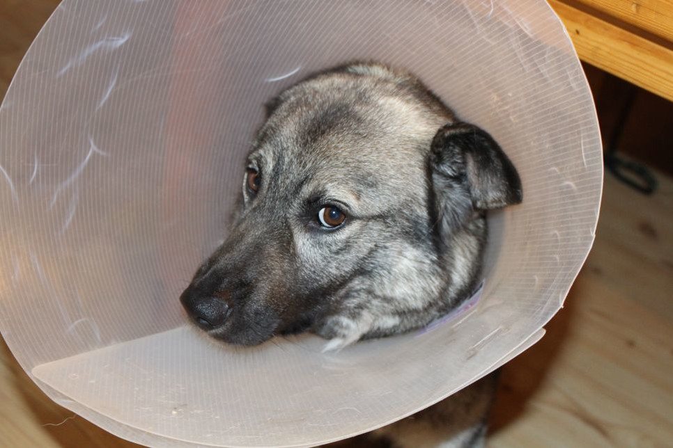 Suņa gredzenplankumainība - simptomi, cēloņi un ārstēšana