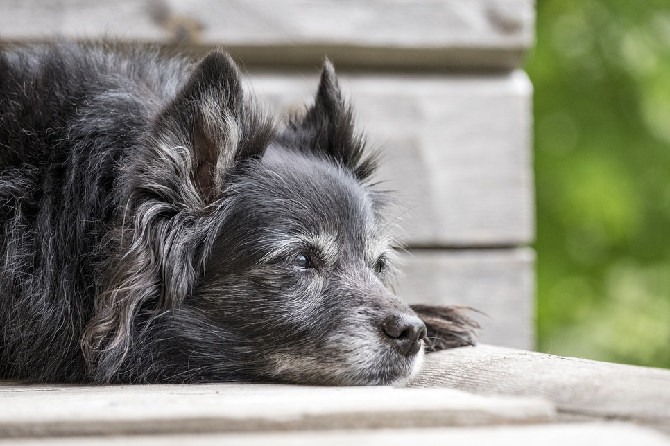 Suņa nāve - kā tikt galā ar mīļotā mājdzīvnieka zaudējumu
