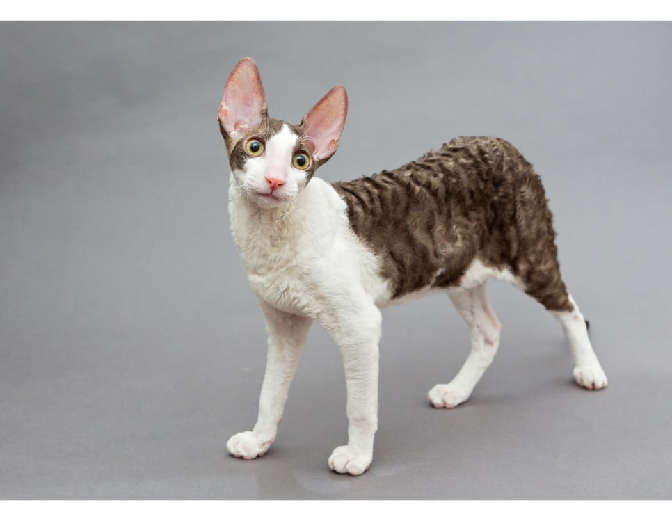 Kornvolas rekss (Cornish Rex) - Kaķu enciklopēdija