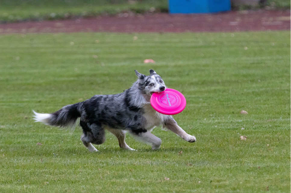 Dogfrisbee - kas ir lidojoši suņi? Kā soli pa solim trenēt dogfrisbiju?