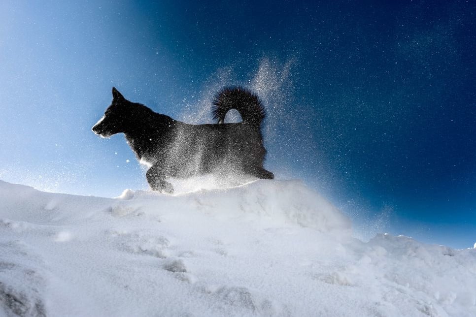 Pirmais suns kosmosā - uzziniet patieso stāstu par Laika un citiem suņiem kosmosā