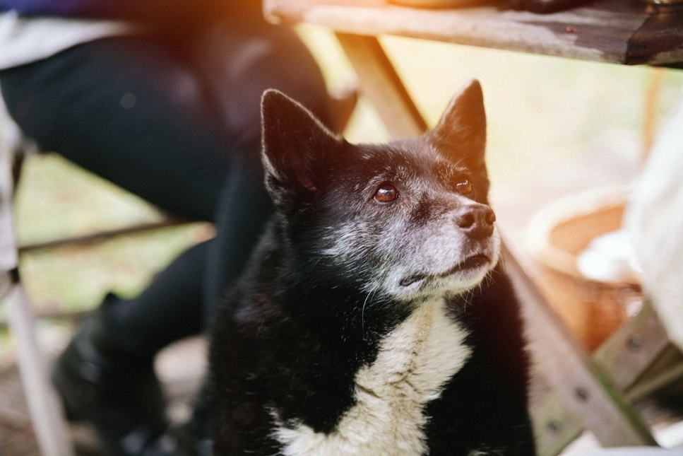 Kādi ir suņu cukura diabēta simptomi?