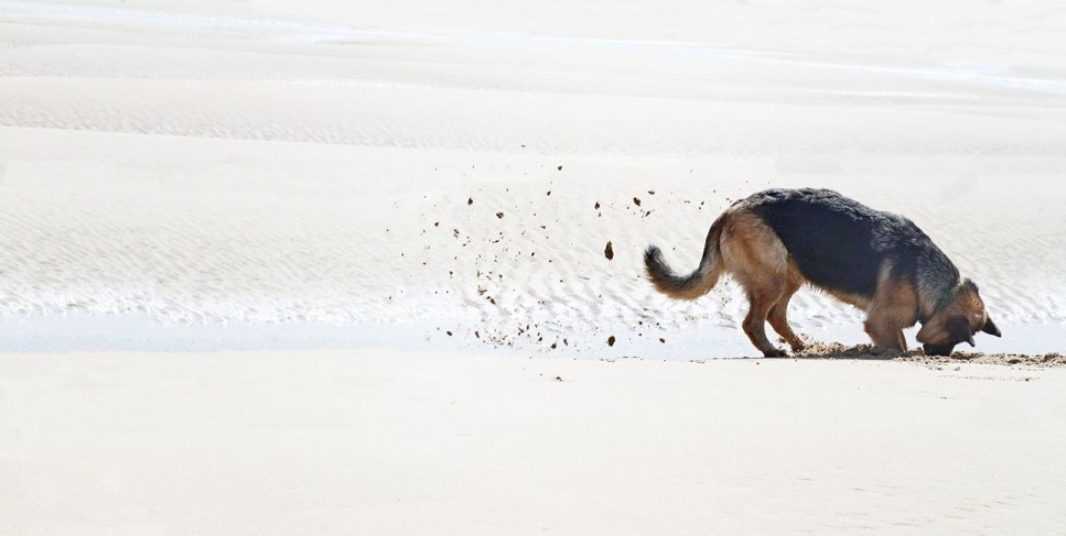 Kā iemācīt sunim rakt dārzā?