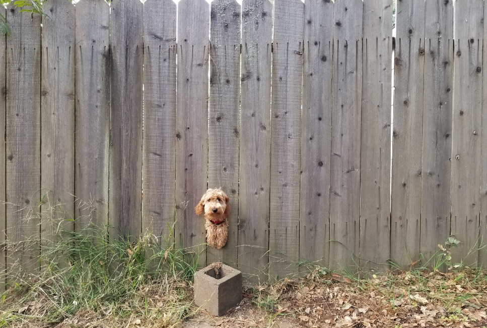 Kāpēc jūsu suns bēg un kā to novērst? Mēs atbildam!