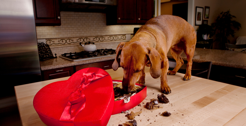 Ko darīt, ja jūsu suns ēd šokolādi?