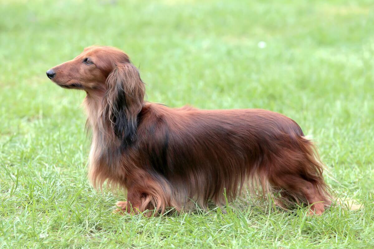 Taksis - raksturlielumi, kopšana, veselība (The Dog Encyclopedia)