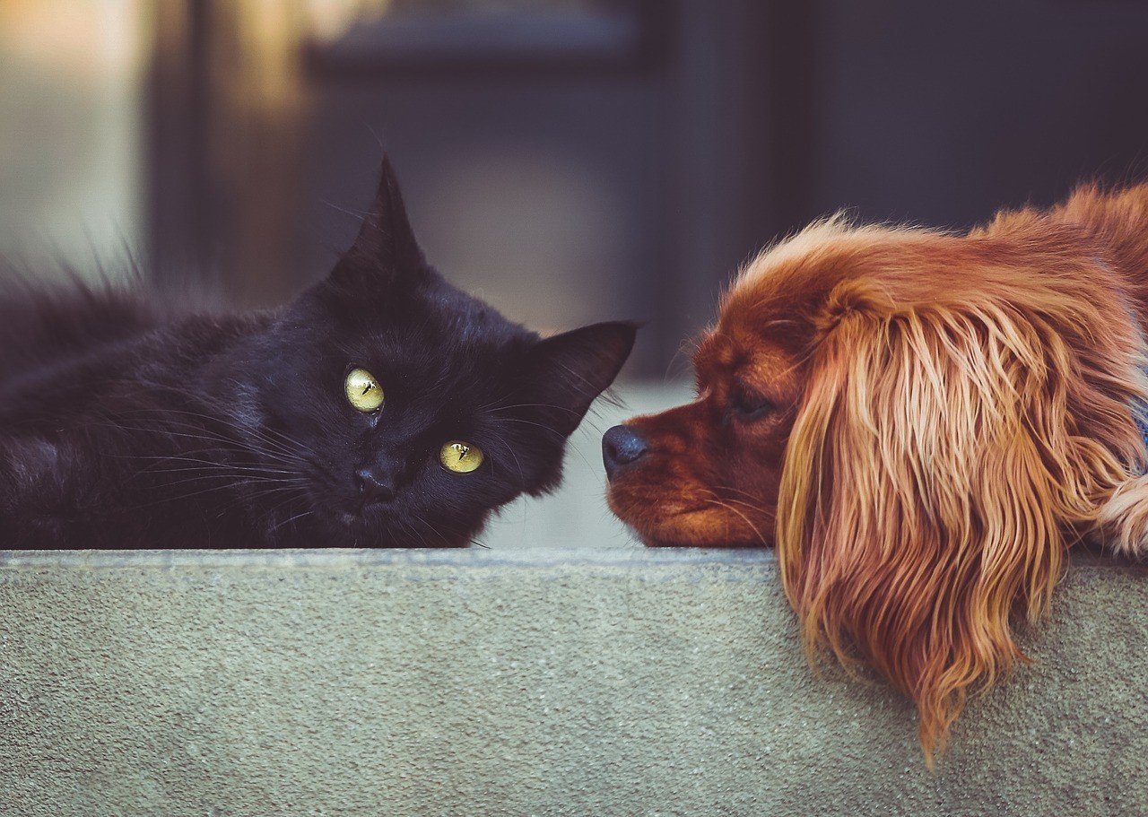 Sterilizēt vai nesterilizēt? Veterinārārsta padoms