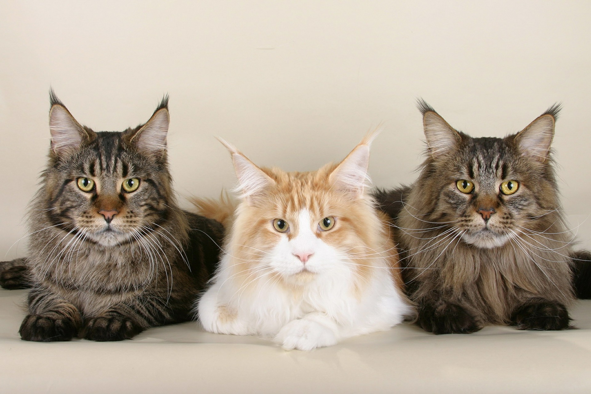 Meinkūn kaķi - raksturlielumi, kopšana, veselība (Kaķu enciklopēdija)