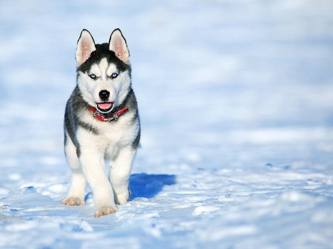 Haskijs (Sibīrijas Husky) - raksturlielumi, kopšana, veselība (Suņu Enciklopēdija)