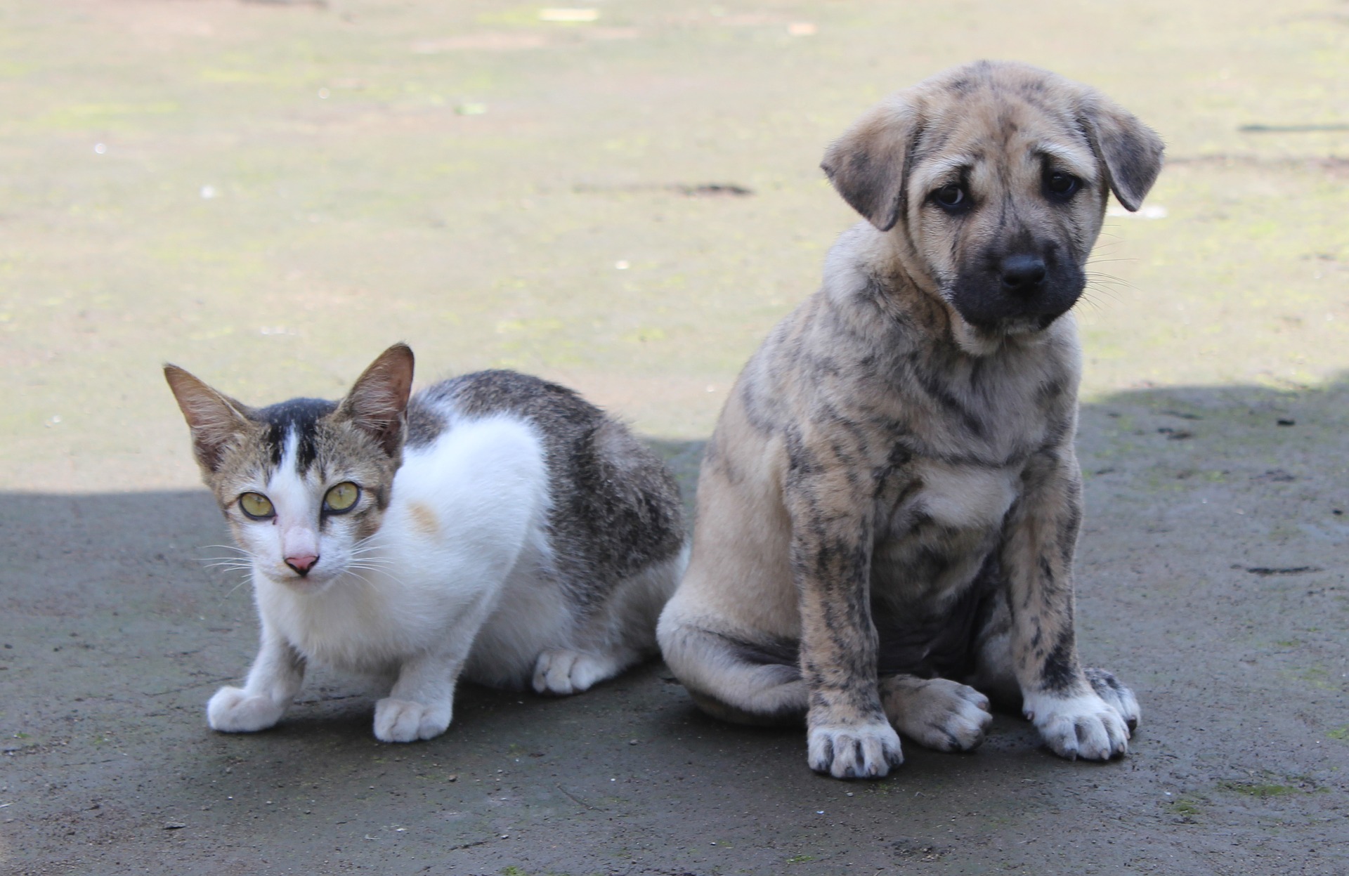 IBD (zarnu iekaisuma slimības) suņiem un kaķiem