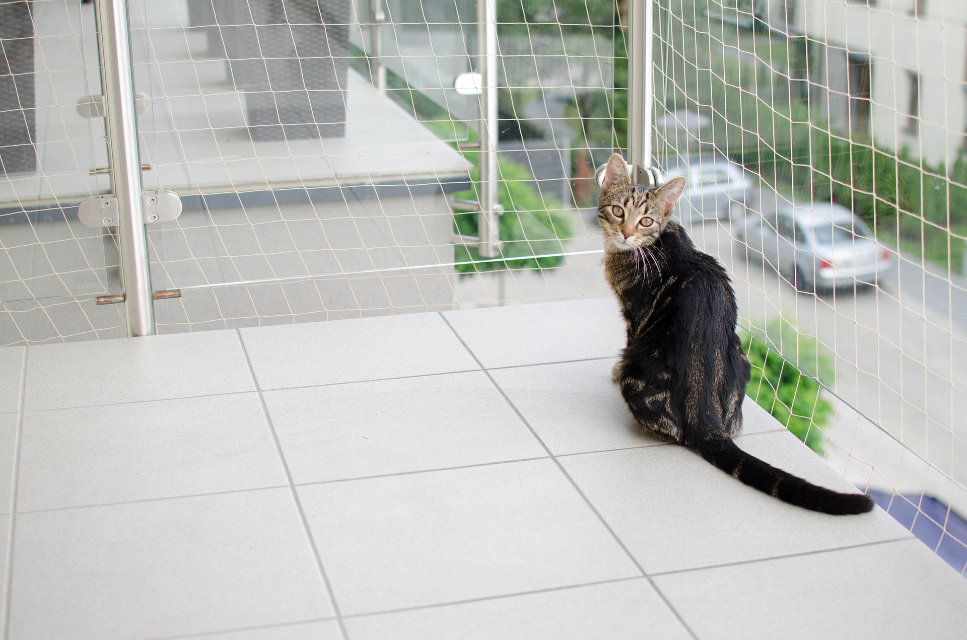 Balkona tīkls kaķiem - vai tas ir nepieciešams? Kā to uzstādīt?