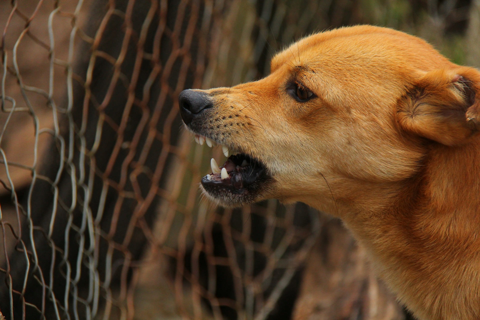 Agresīvs suns - no kurienes rodas nevēlama uzvedība un kā ar to cīnīties?