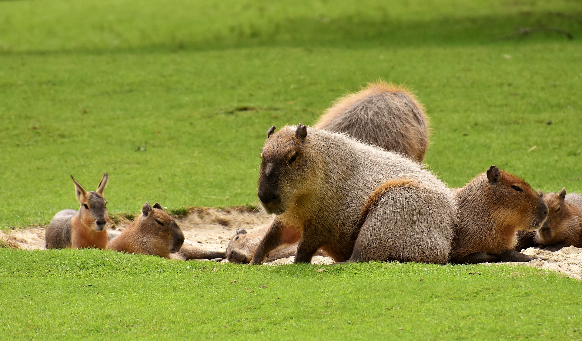 Kapibara - kā izskatās pasaulē lielākais grauzējs un kādas ir tā paražas?