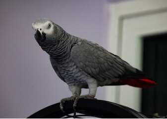 Runājošais papagailis žako - noderīga informācija