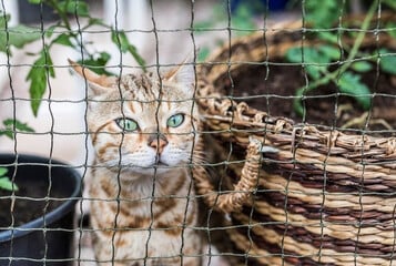 Labākais voljērs kaķiem - aprīkojums un konstrukcija