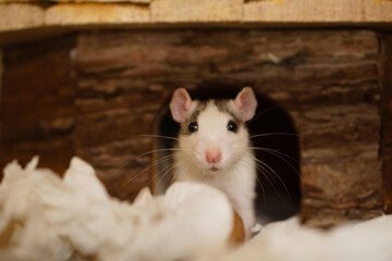 Крысы - все, что вам нужно знать об этих грызунах