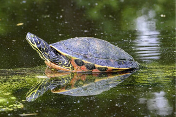 Как ухаживать за водной черепахой? Виды, питание и террариум для черепахи