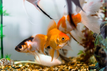 Zelta zivtiņas - populārākās dekoratīvās zivtiņas