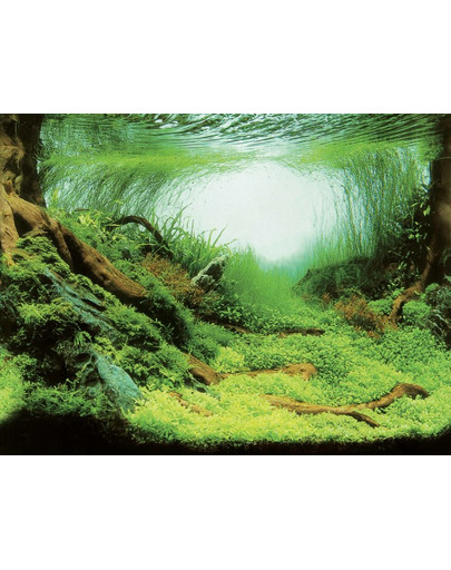 AQUA NOVA Divpusējs akvārija fons L 150x60cm augi / okeāns