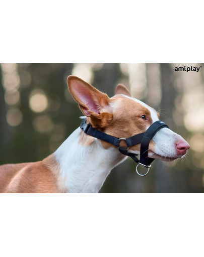 AMIPLAY Postroj pro psy nylonový pro Halter n5 rotweiller 2 cm červený