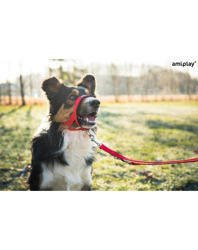 AMIPLAY Postroj pro psy nylonový pro Halter n5 rotweiller 2 cm červený