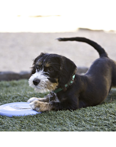 KONG Rotaļlieta puppy frisbee flyer