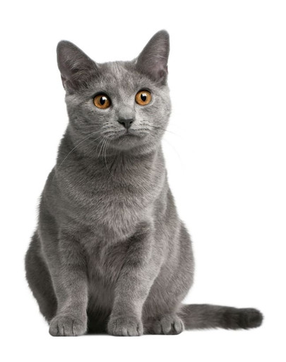 Fitmin Cat Purity Urinary 400 g