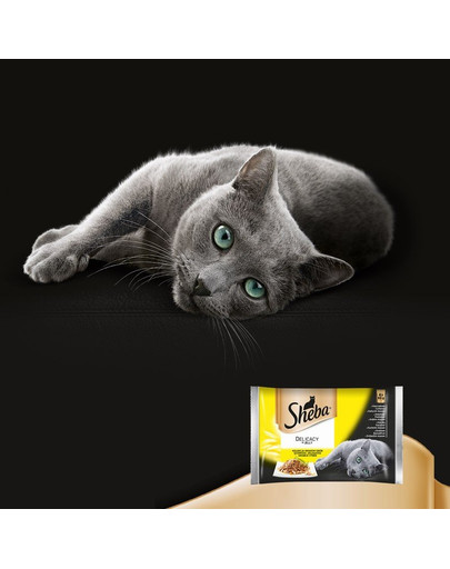 SHEBA Delicacy in Jelly konservai su paukštiena 85g 12+12 GRATIS