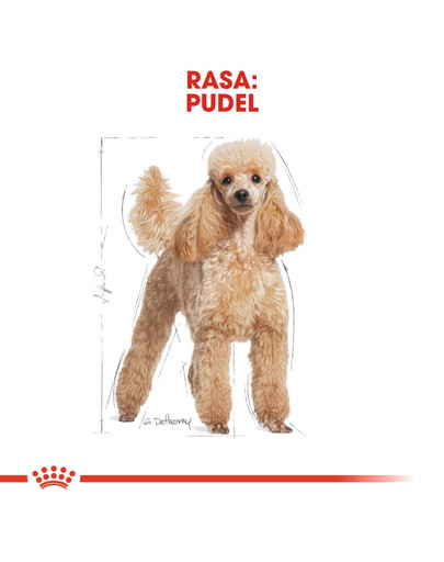 ROYAL CANIN Poodle adult 3 kg sausā barība pieaugušiem miniatūrajiem pūdeļiem