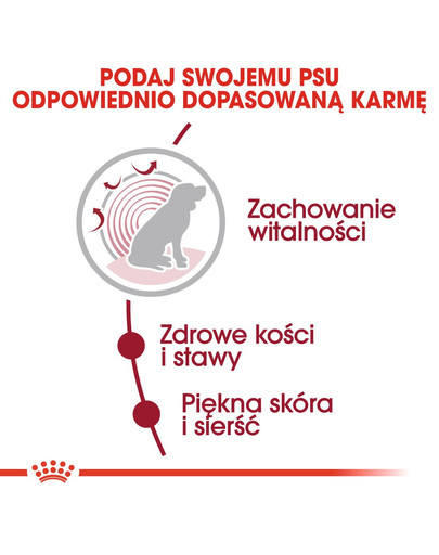 ROYAL CANIN Medium Ageing 10+ 3 kg sausā barība pieaugušiem suņiem, vecākiem par 10 gadiem, vidējām šķirnēm