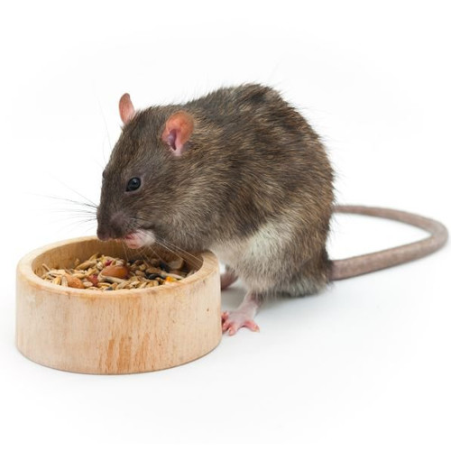 Žiurkių maistas