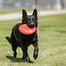 KONG Žaislas Fresbee Large 23 cm