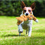 KONG Knots Scrunch Fox rotaļlieta suņiem lapsa M / L