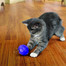 KONG Cat Treat Dispensing Ball bumbiņa kaķu kārumiem