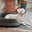 INTERZOO Ovāla suņu gulta ar spilvenu, pelēka, 53x44x16 cm