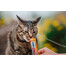 INABA Churu Cat krēmveida kārums ar vistas gaļu 56 g