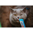INABA Churu Cat krēmveida tuncis un ķemmīšgliemenes 56g