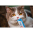 INABA Churu Cat krēmveida kārums kaķiem ar vistu un krabjiem 56 g