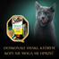 SHEBA Nature's Collection 85 g mērcē ar vistas gaļu un papriku