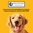 PEDIGREE Rodeo kramtalas šunims 70 g
