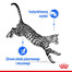 ROYAL CANIN Indoor Sterilised 12 x 85 g