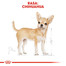 ROYAL CANIN Chihuahua Adult Dry pieaugušiem čivavas šķirņu suņiem - 3 kg