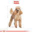ROYAL CANIN Poodle adult 3 kg sausā barība pieaugušiem miniatūrajiem pūdeļiem