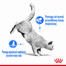 ROYAL CANIN Light Weight Care 1,5 kg sausā barība pieaugušiem kaķiem veselīga ķermeņa svara uzturēšanai